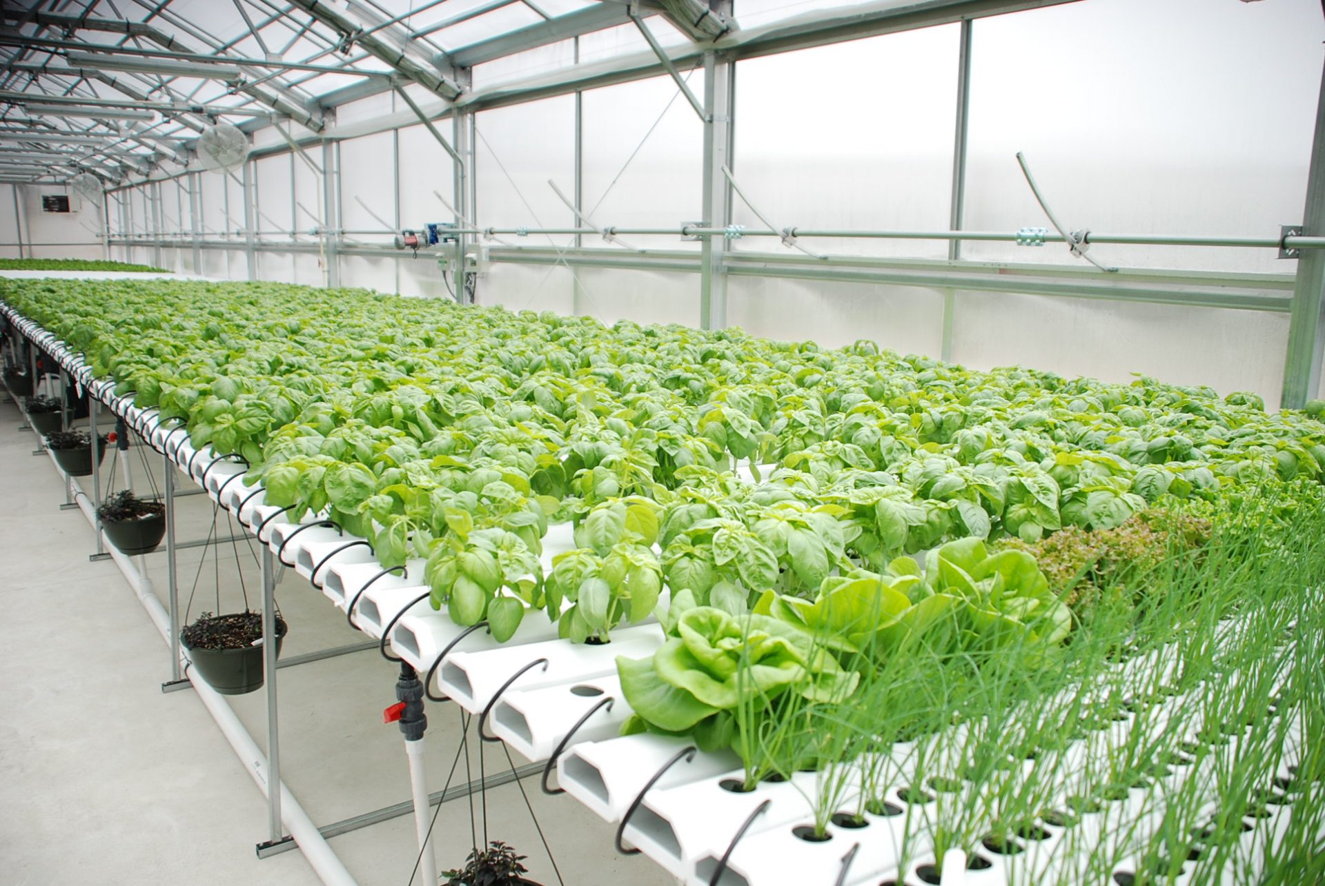 Hydroponics Being Grown